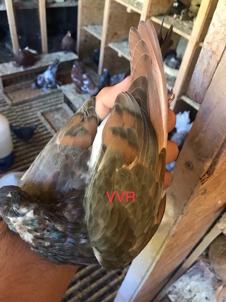 07B09752-4A39-4C95-9ECE-1B82DFE07BAA - Zburatorul sarbesc de inaltime