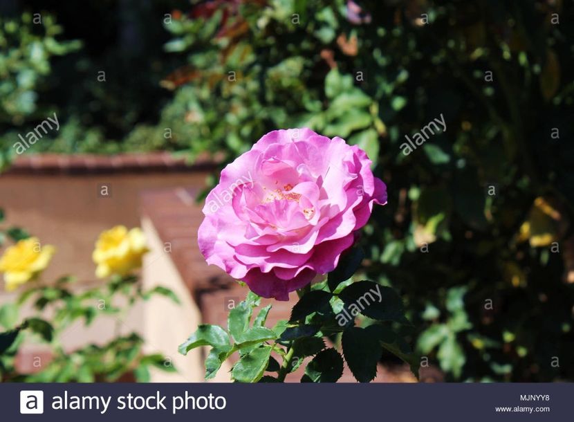 close-up-front-view-of-a-wild-blue-yonder-pink-rose-in-full-bloom-MJNYY8 - WILD BLUE YONDER