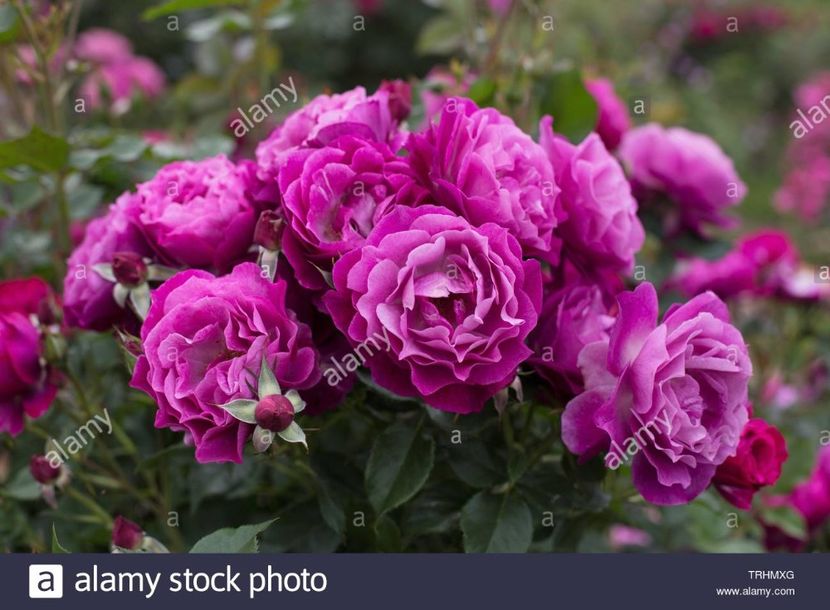 rose-wild-blue-yonder-at-owen-rose-garden-in-eugene-oregon-usa-TRHMXG - WILD BLUE YONDER
