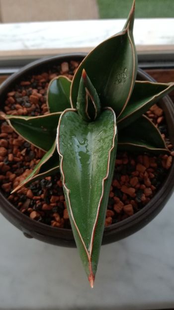  - Sansevieria