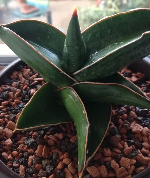  - Sansevieria