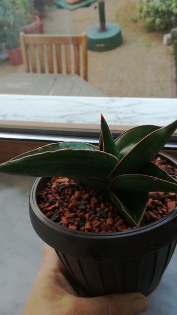  - Sansevieria