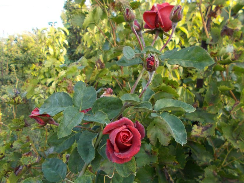  - Flori si trandafiri 2019c- 3