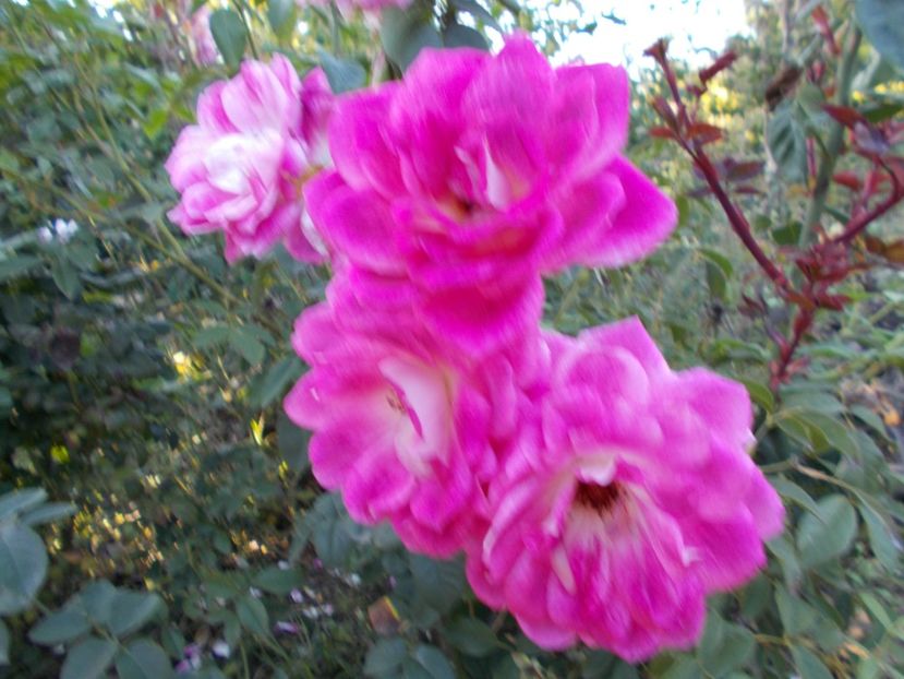  - Flori si trandafiri 2019c- 3