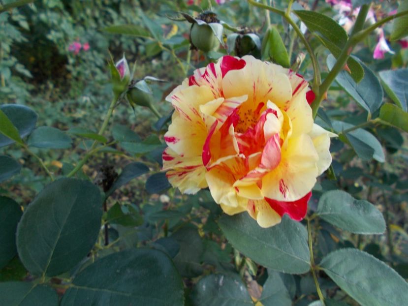  - Flori si trandafiri 2019c- 3