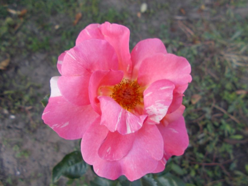  - Flori si trandafiri 2019c- 3