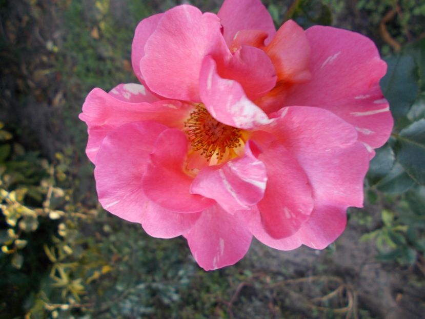  - Flori si trandafiri 2019c- 3