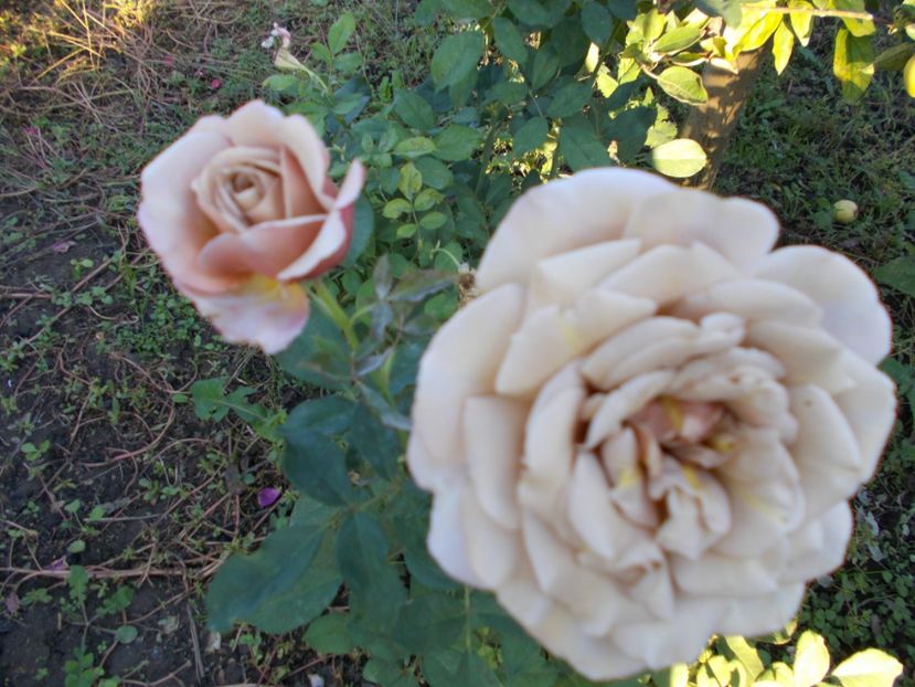  - Flori si trandafiri 2019c- 3