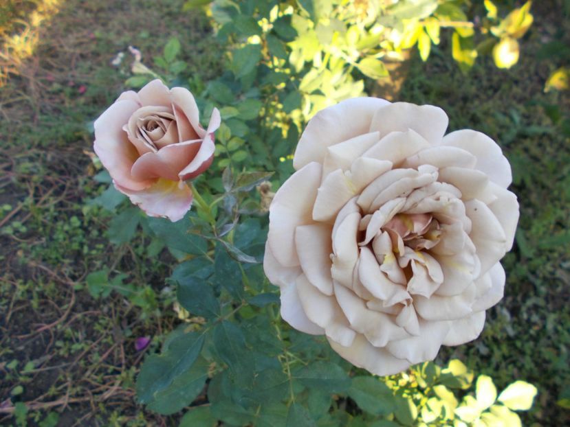  - Flori si trandafiri 2019c- 3