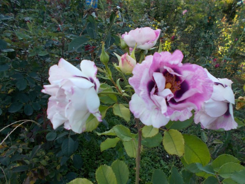  - Flori si trandafiri 2019c- 3