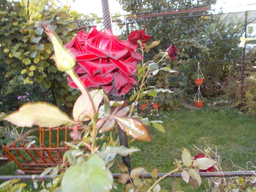  - Flori si trandafiri 2019c- 3