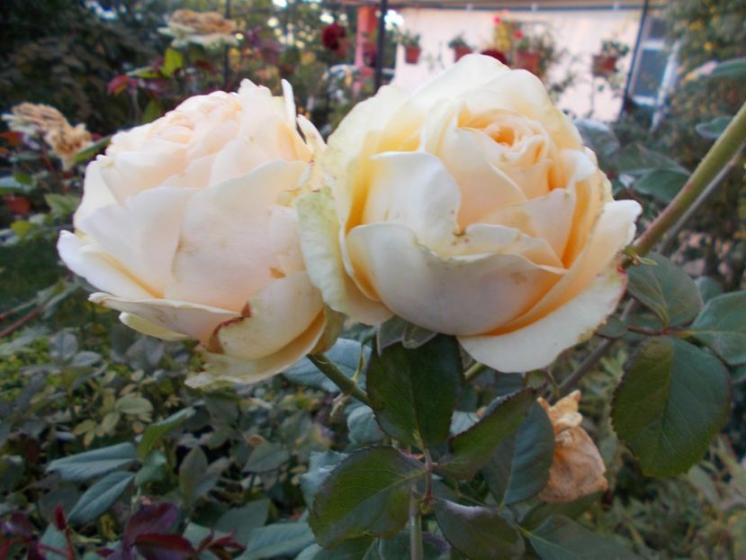  - Flori si trandafiri 2019c- 3