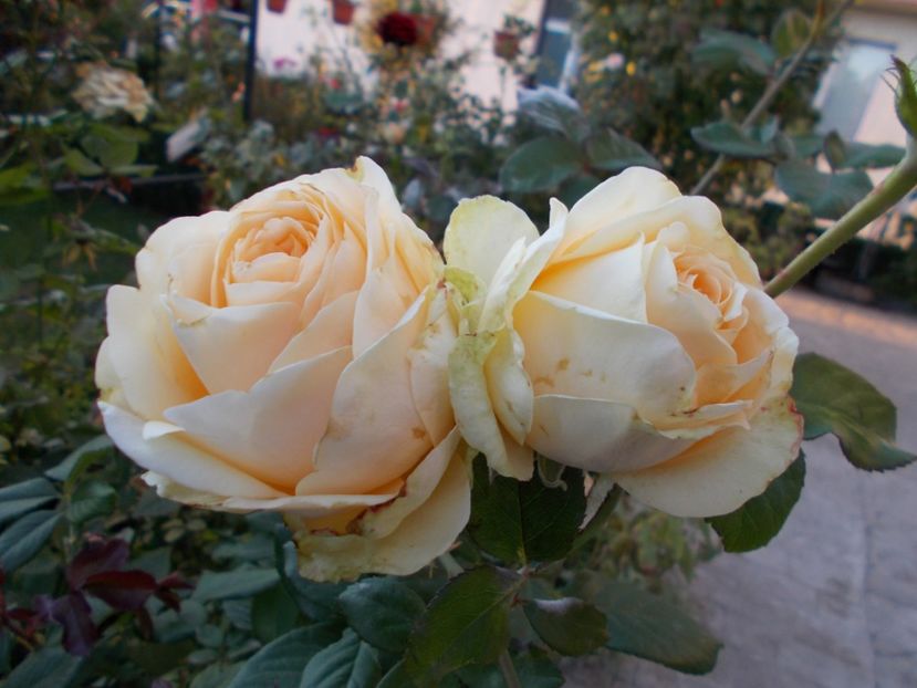  - Flori si trandafiri 2019c- 3