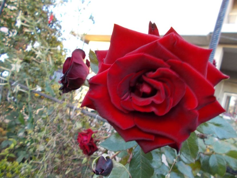  - Flori si trandafiri 2019c- 3