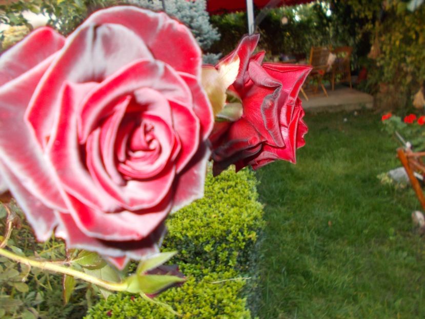  - Flori si trandafiri 2019c- 3