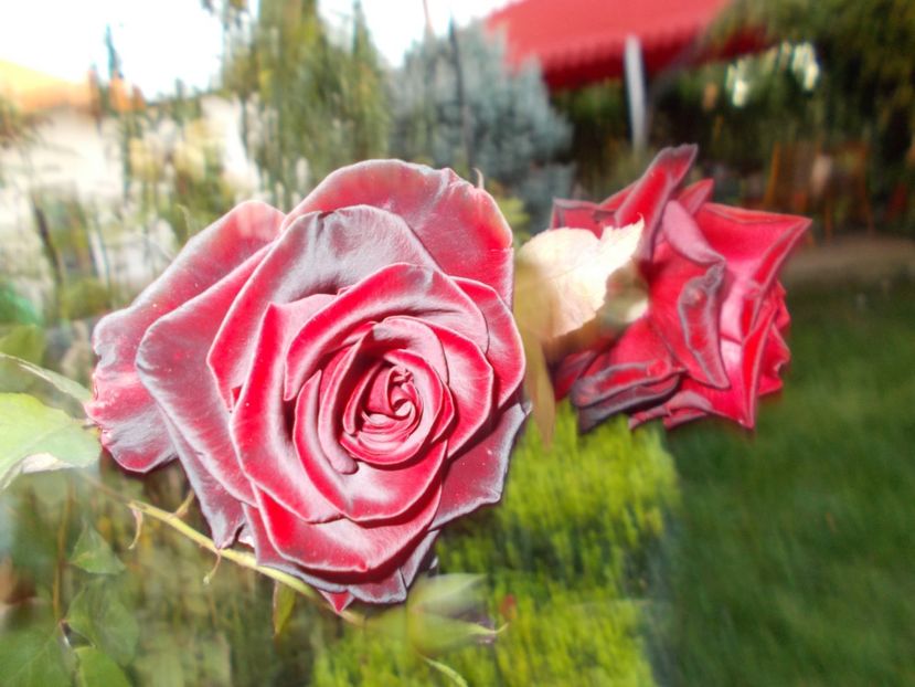  - Flori si trandafiri 2019c- 3