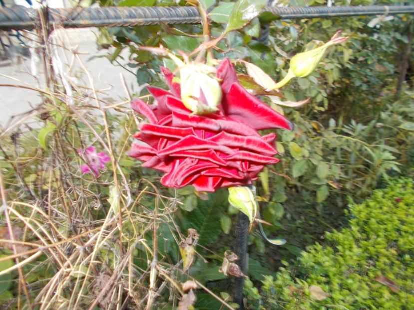  - Flori si trandafiri 2019c- 3