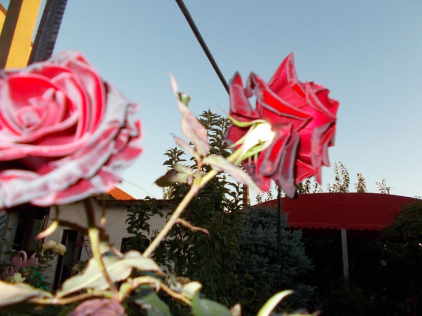  - Flori si trandafiri 2019c- 3