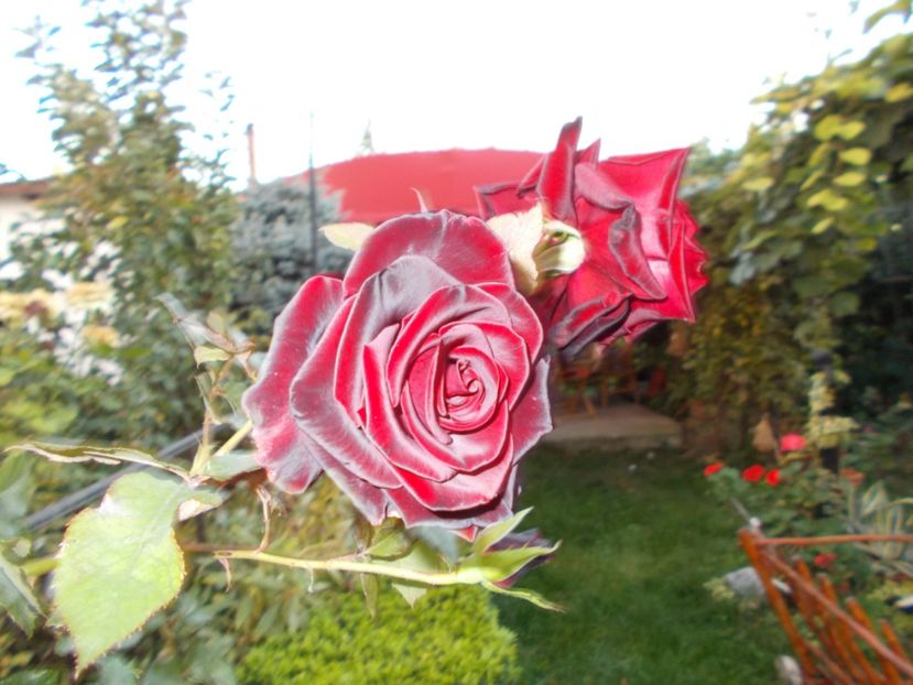  - Flori si trandafiri 2019c- 3