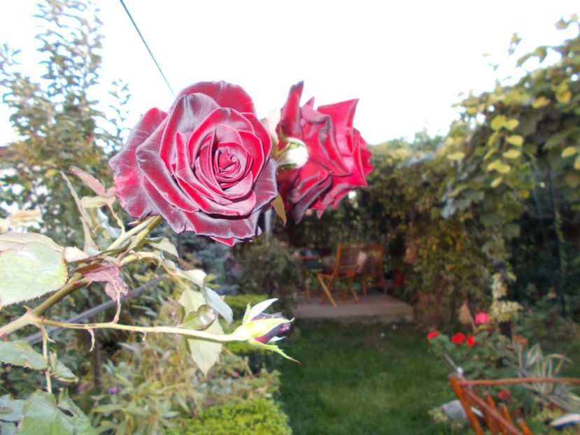  - Flori si trandafiri 2019c- 3