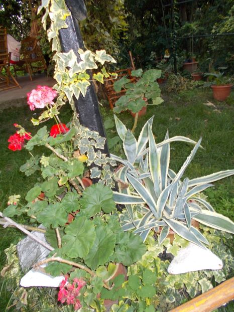  - Flori si trandafiri 2019c- 3