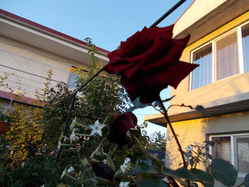  - Flori si trandafiri 2019c- 3