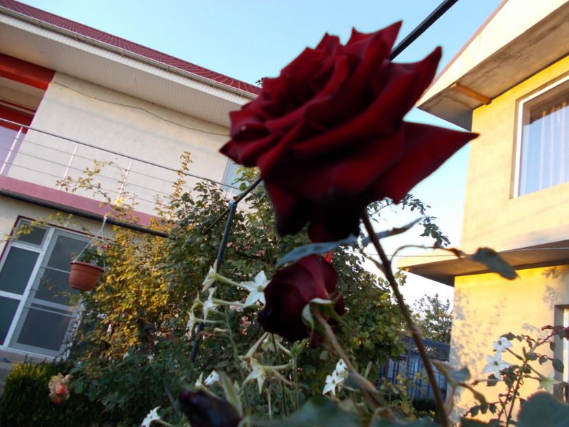  - Flori si trandafiri 2019c- 3