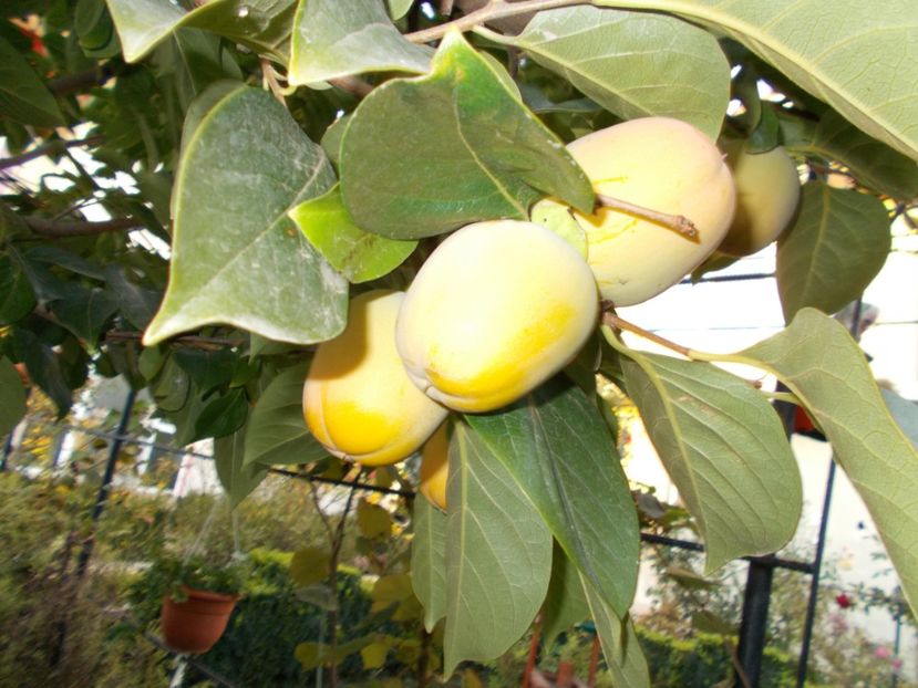  - Flori si trandafiri 2019c- 3