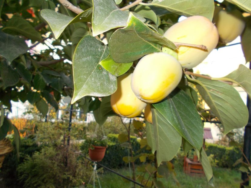  - Flori si trandafiri 2019c- 3