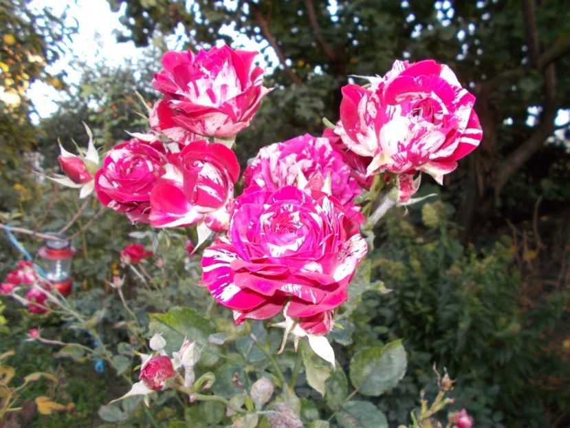  - Flori si trandafiri 2019c- 3