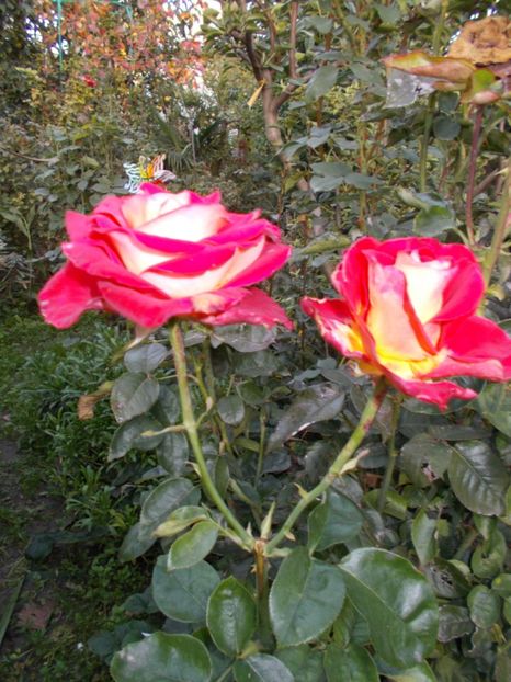  - Flori si trandafiri 2019c- 3