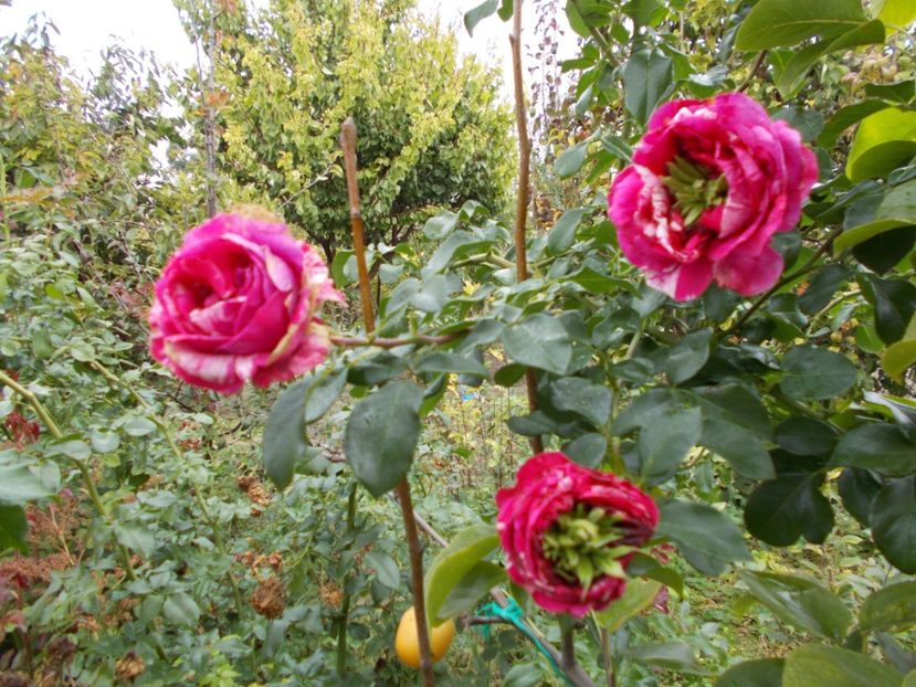  - Flori si trandafiri 2019c- 3