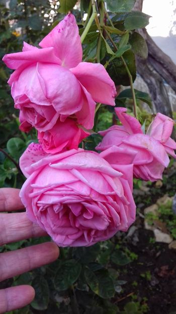  - Coral Dawn 2019