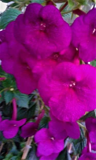  - achimenes 17 10 100002019 iem 1985