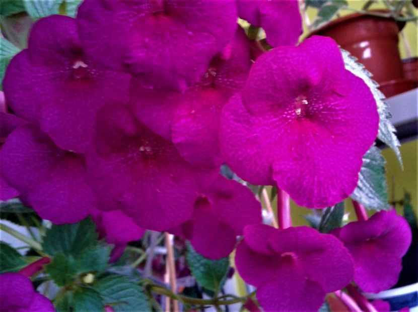  - achimenes 17 10 100002019 iem 1985
