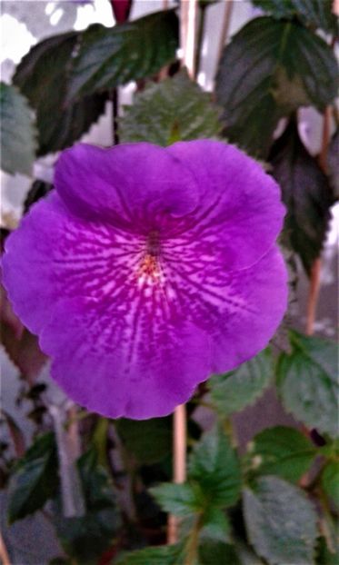  - achimenes 17 10 100002019 iem 1985