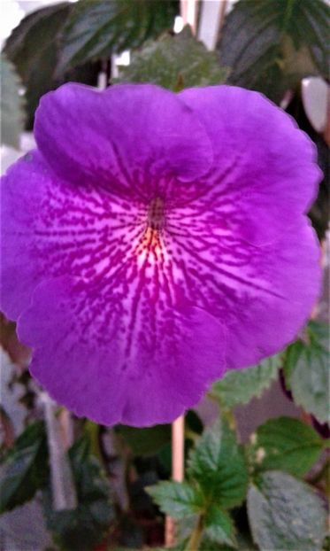  - achimenes 17 10 100002019 iem 1985