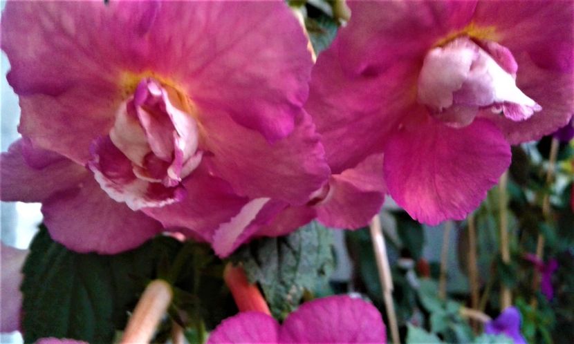  - achimenes 17 10 100002019 iem 1985