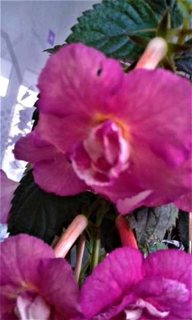  - achimenes 17 10 100002019 iem 1985