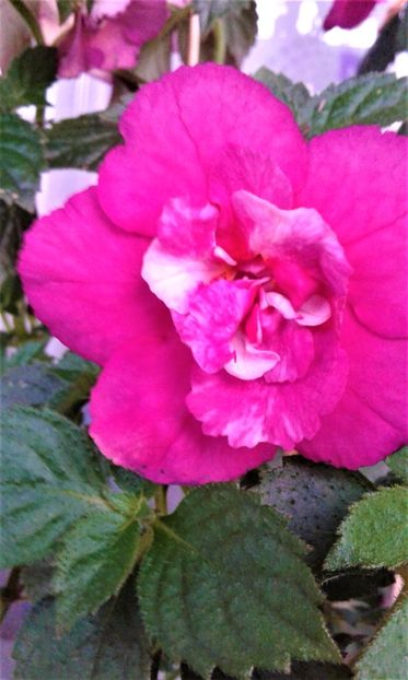  - achimenes 17 10 100002019 iem 1985