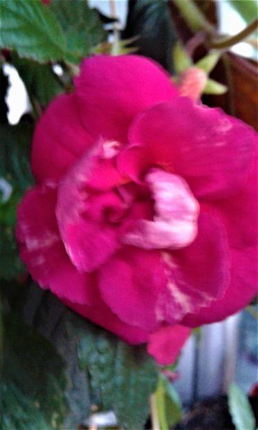  - achimenes 17 10 100002019 iem 1985