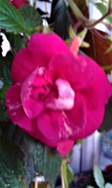  - achimenes 17 10 100002019 iem 1985