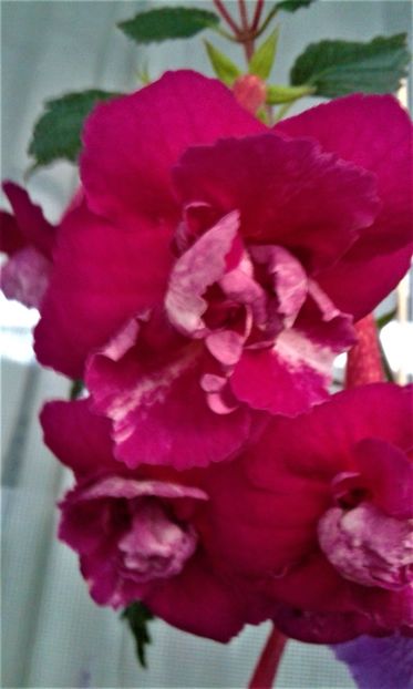  - achimenes 17 10 100002019 iem 1985