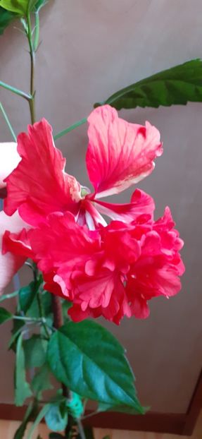  - Hibiscus 2015-2024