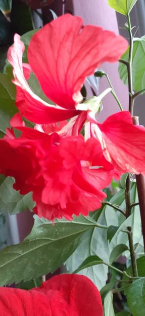  - Hibiscus 2015-2024