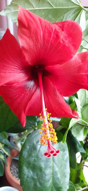  - Hibiscus 2015-2024