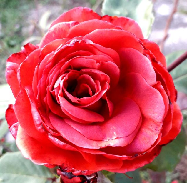  - TRANDAFIRI_2019_2020_2024