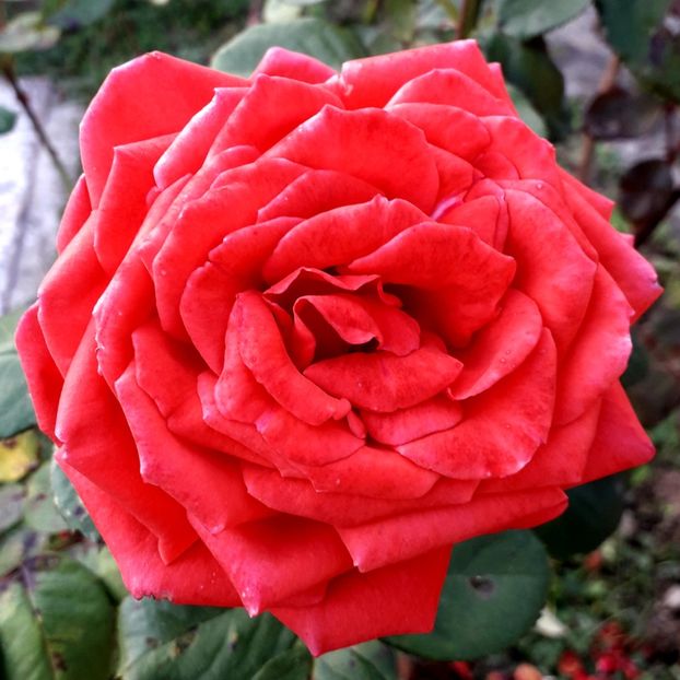  - TRANDAFIRI_2019_2020_2024