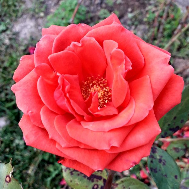  - TRANDAFIRI_2019_2020_2024