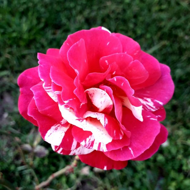  - TRANDAFIRI_2019_2020_2024